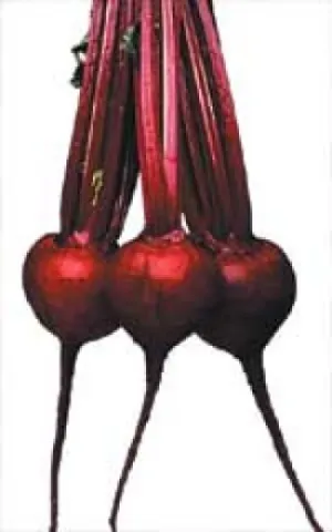 Beet - Red Ace Hybrid (Seeds)