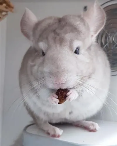 Chinchilla Treat Sampler