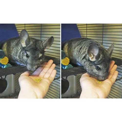 Chinchilla Treat Sampler