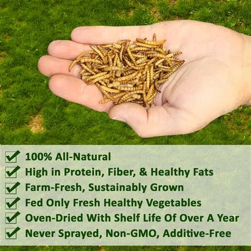 Dried Mealworm Treat 1.41 oz.