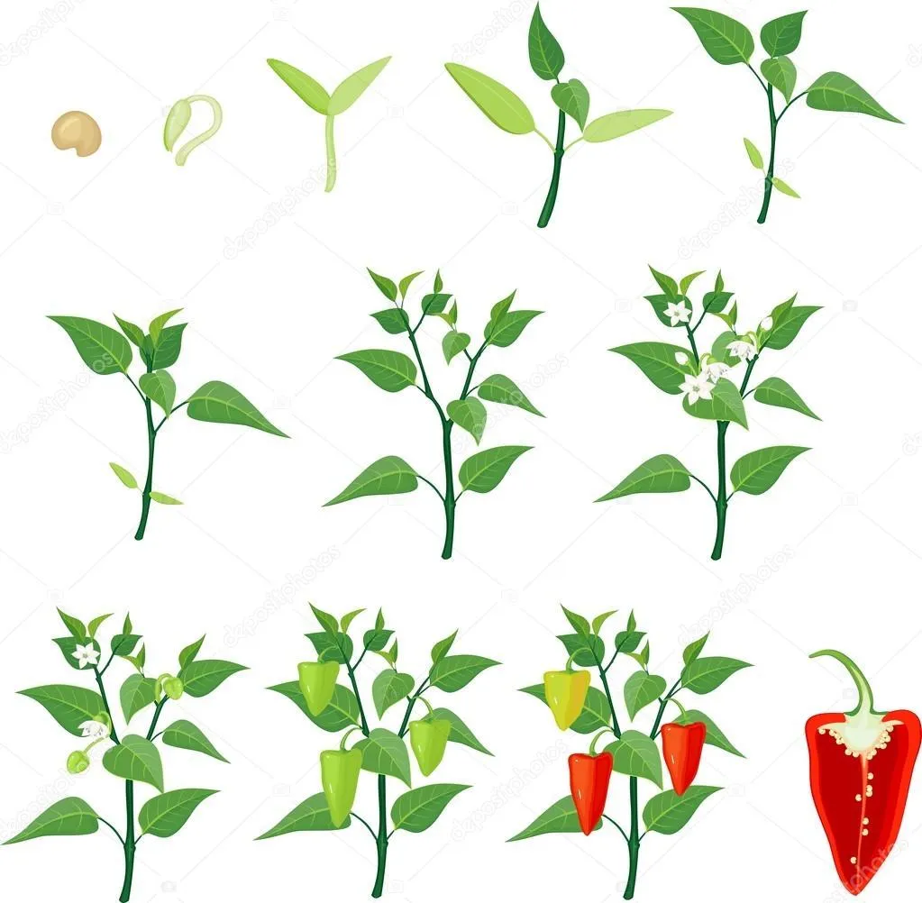 Ghost Pepper Plant - DIY Kit