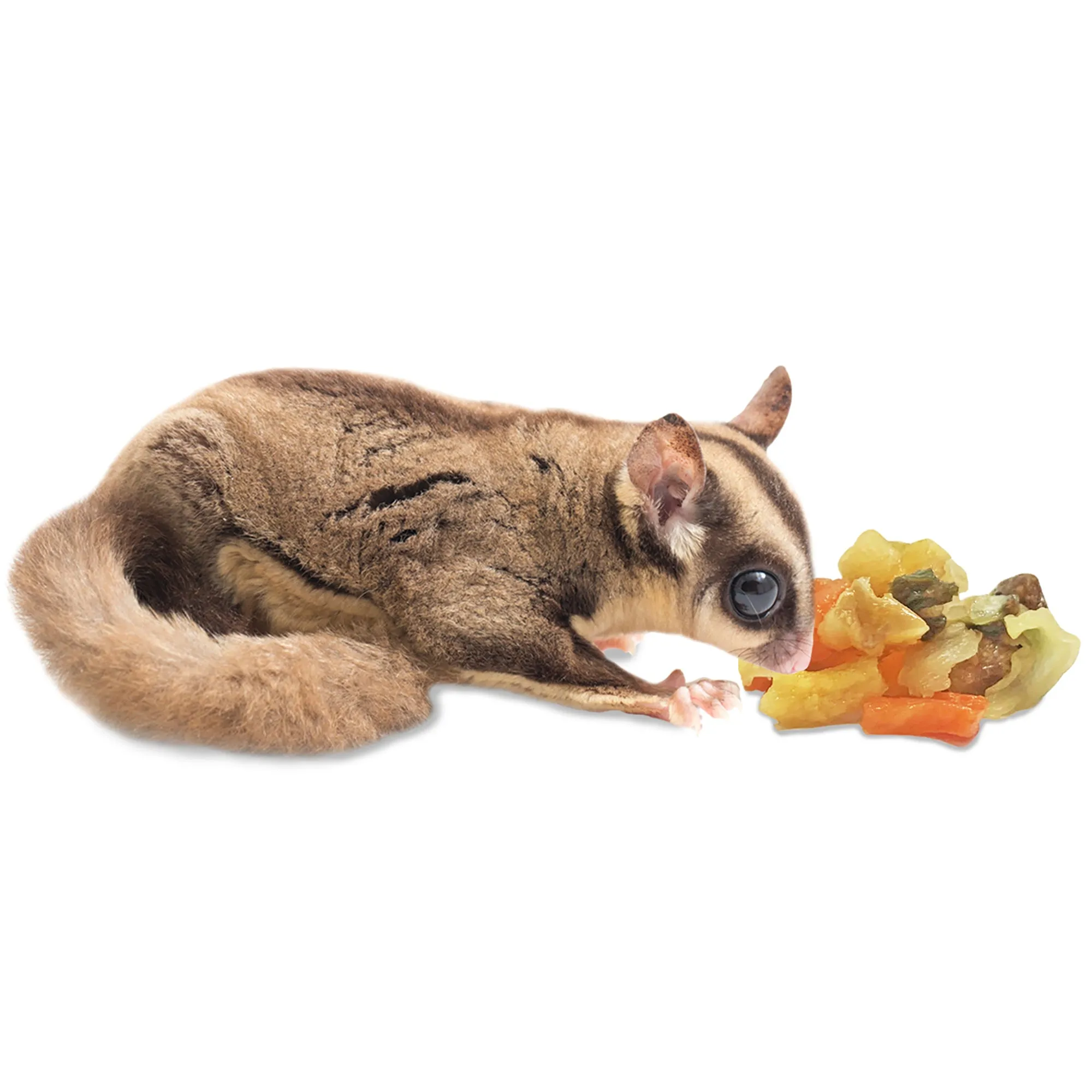 Sugar Glider Treat Variety Pack