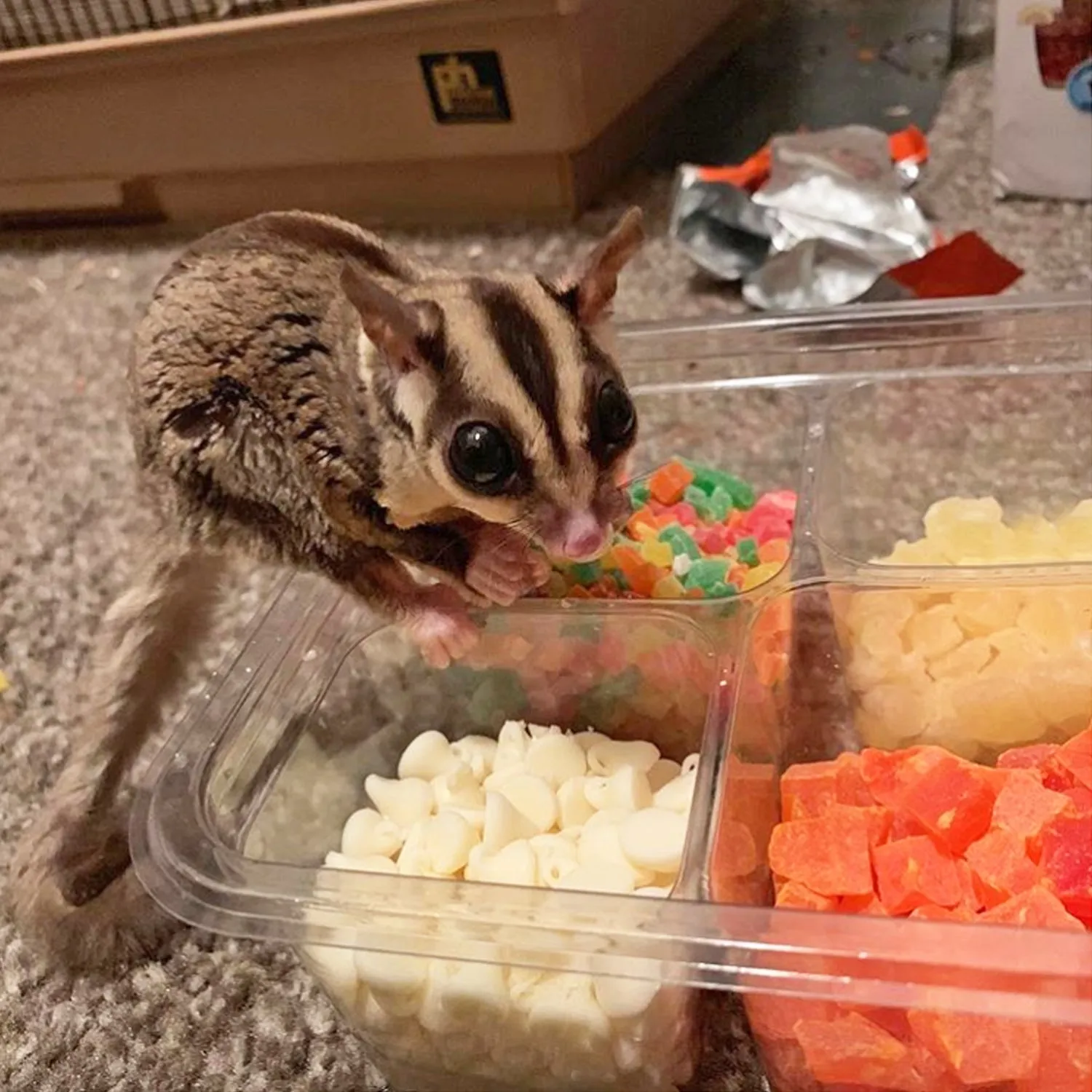 Sugar Glider Treat Variety Pack