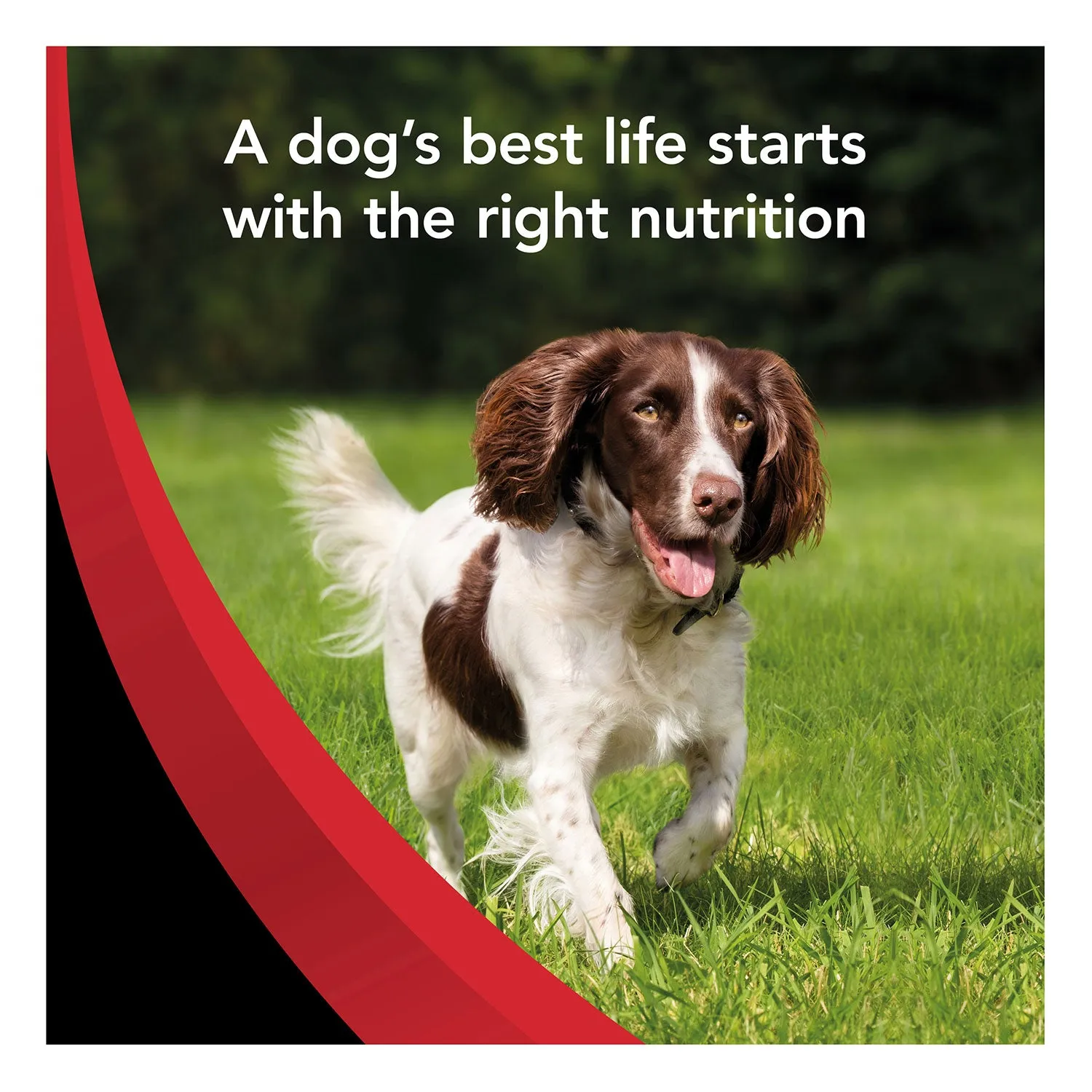 Supercoat Beef Adult Dry Dog Food